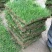 农村自家农田种植的草皮