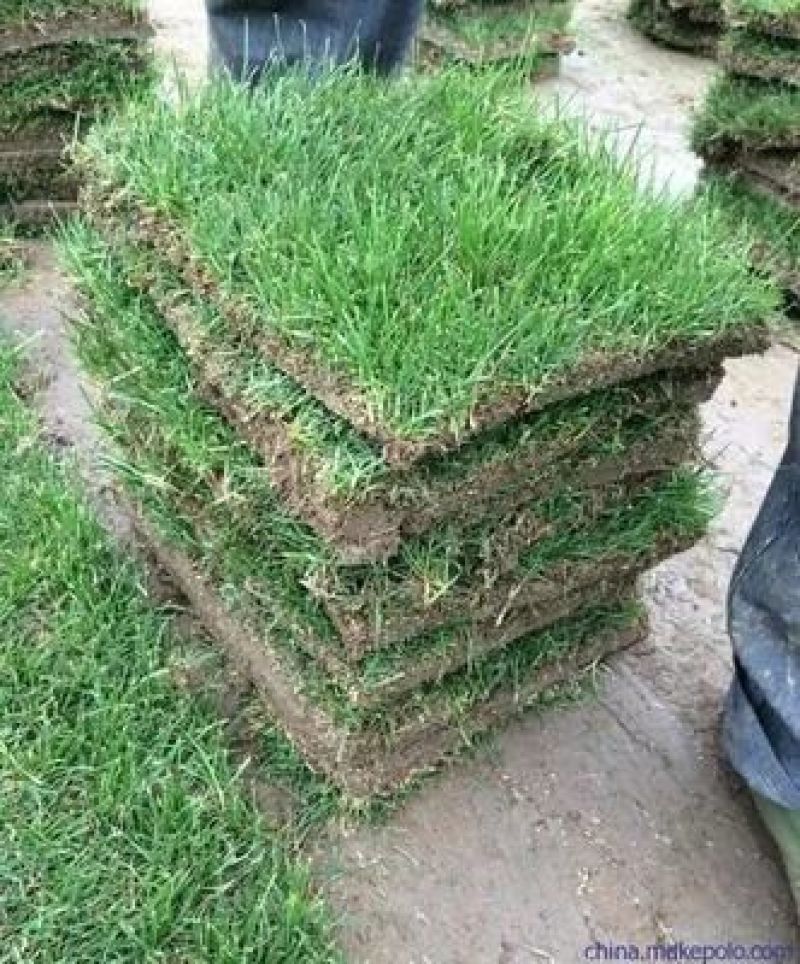 农村自家农田种植的草皮