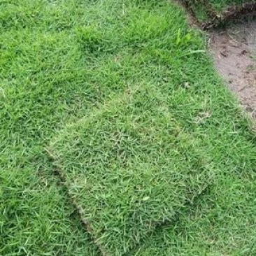 农村自家农田种植的草皮