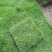 农村自家农田种植的草皮