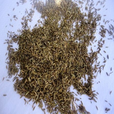 孜然优质孜然