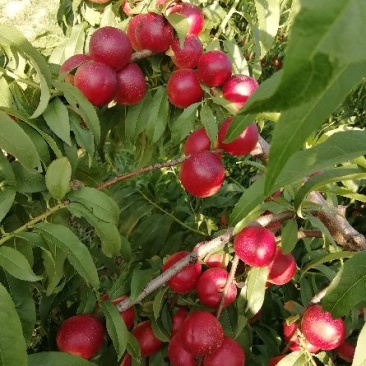 冷棚珍珠枣蜜桃批发，陕西珍珠枣蜜桃基地价格，