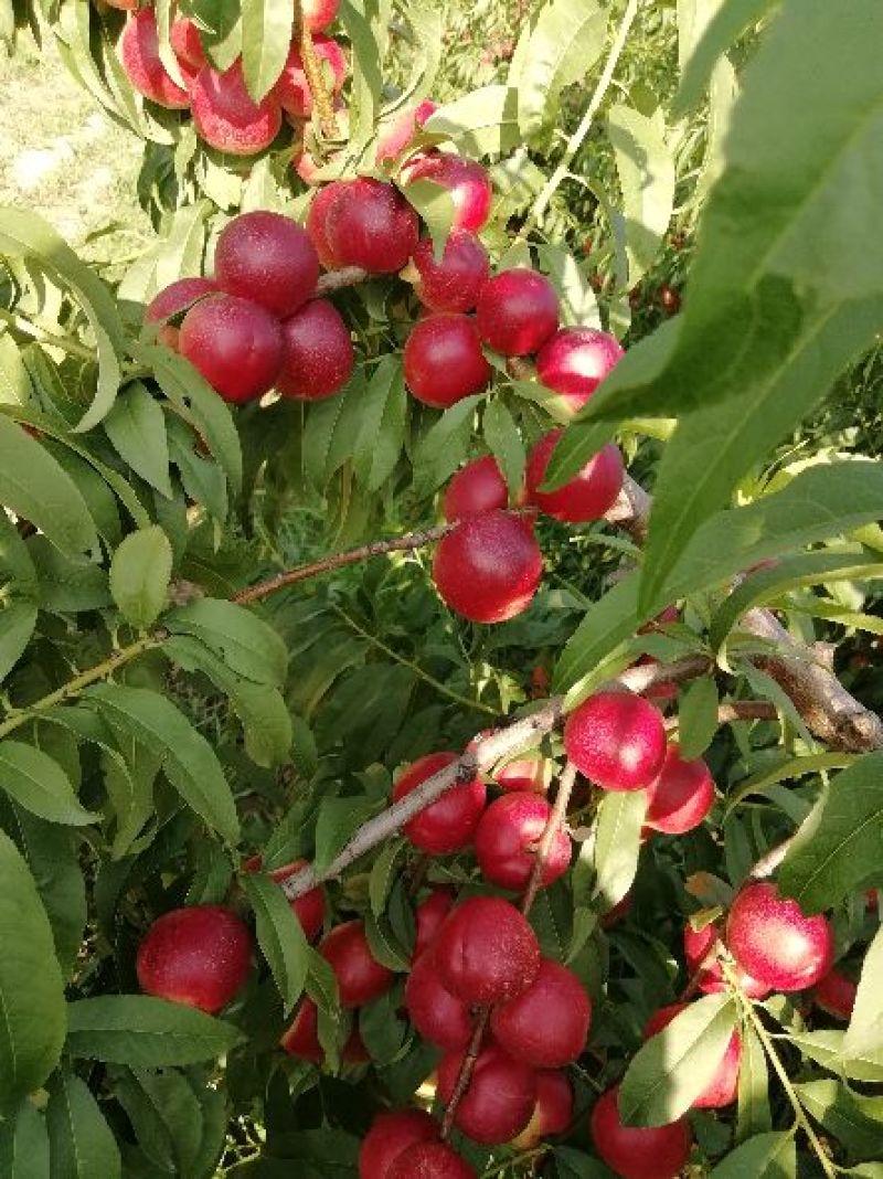 冷棚珍珠枣蜜桃批发，陕西珍珠枣蜜桃基地价格，