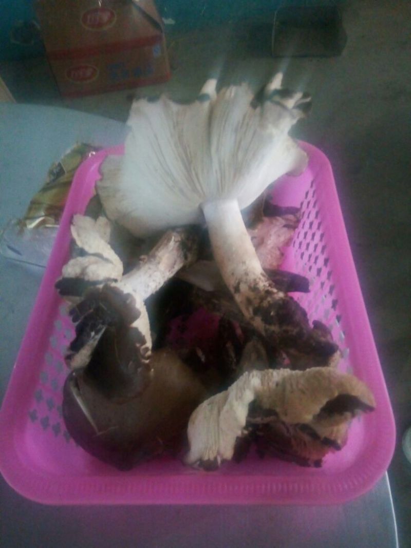 野生鸡纵菌
