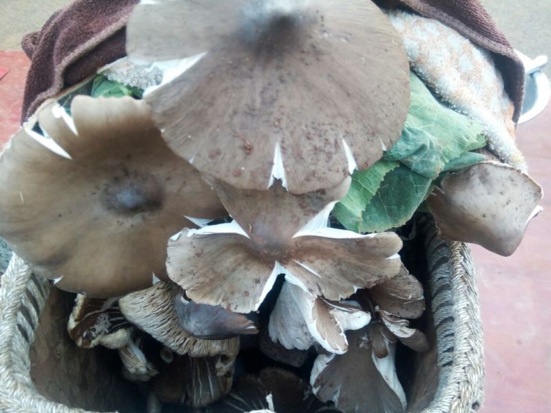 野生鸡纵菌