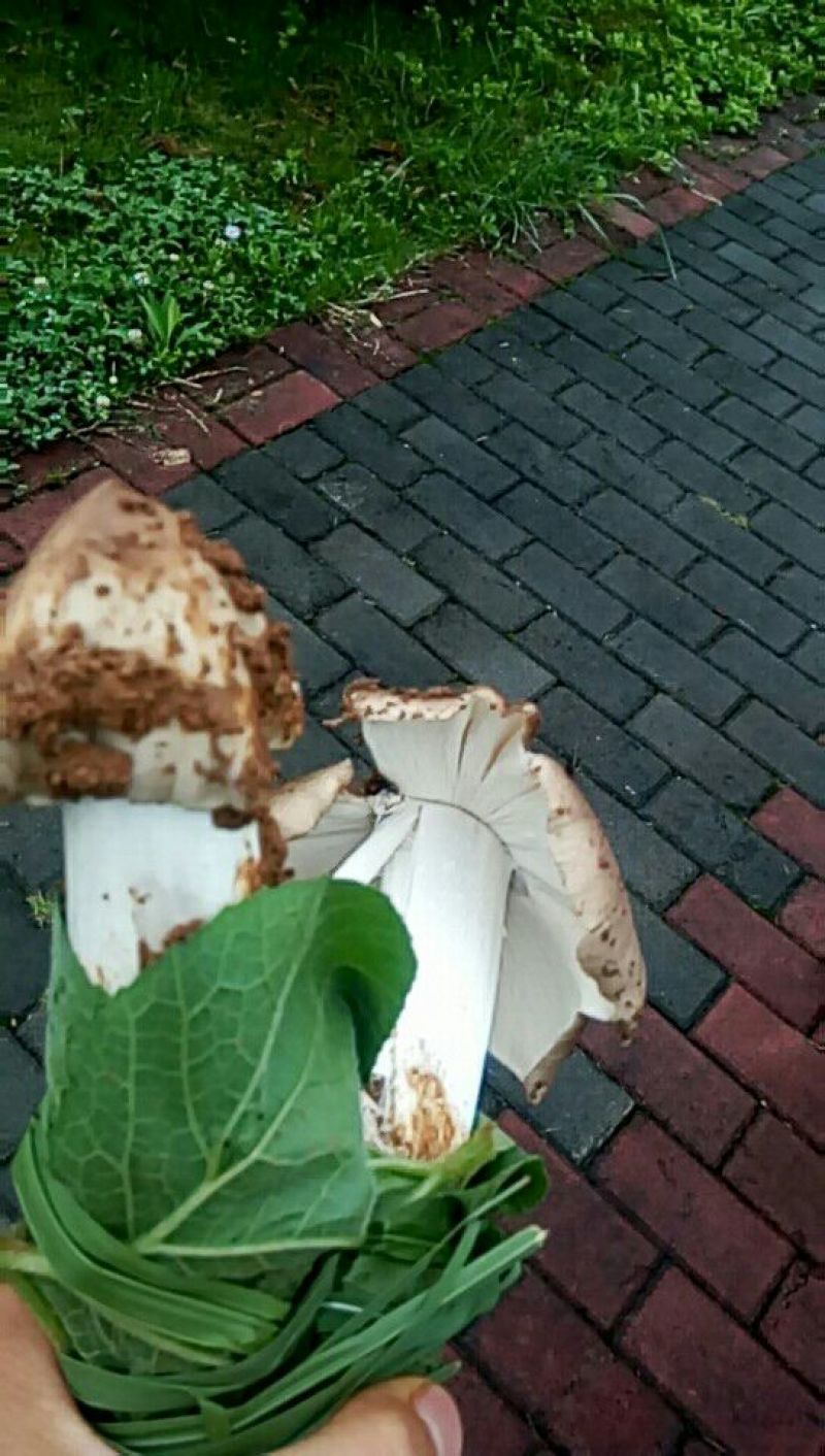 野生鸡纵菌