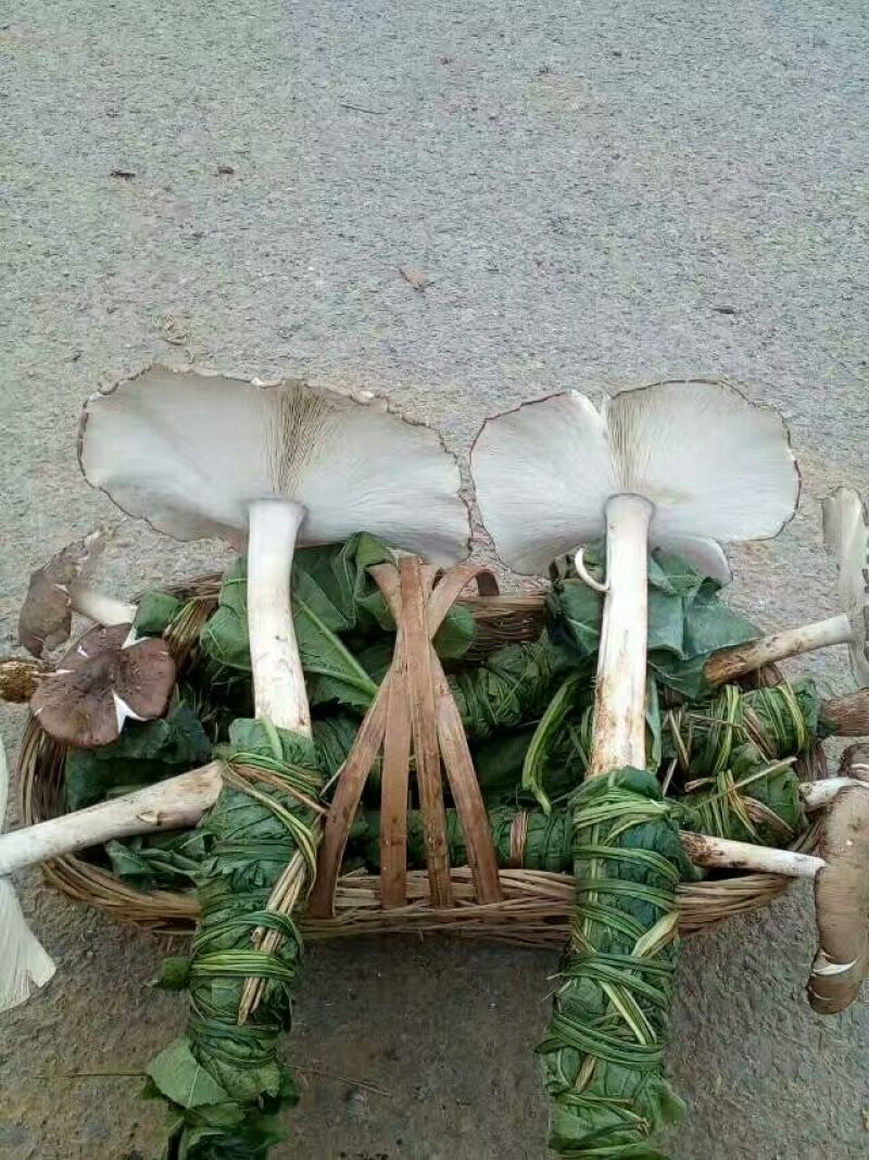 纯天然野生鸡纵菌