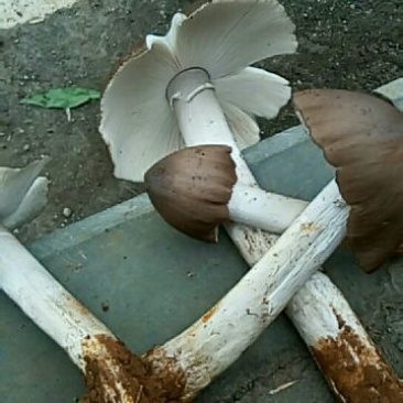纯天然野生鸡纵菌