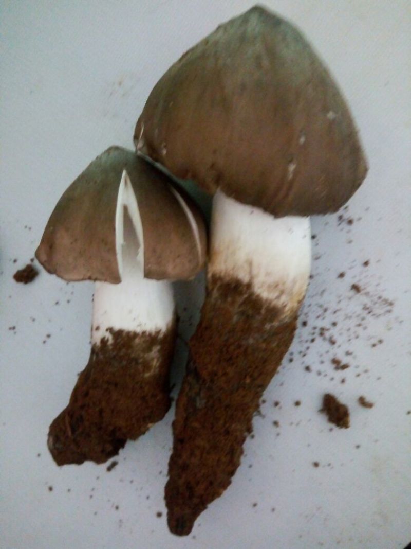 纯天然野生鸡纵菌