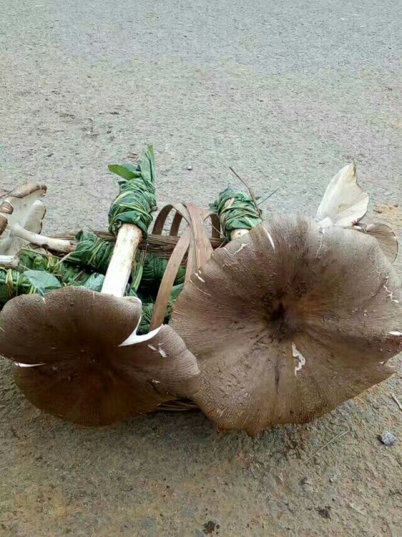 纯天然野生鸡纵菌