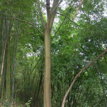 朴树树形美，根据买公分数协调价格欢迎订购
