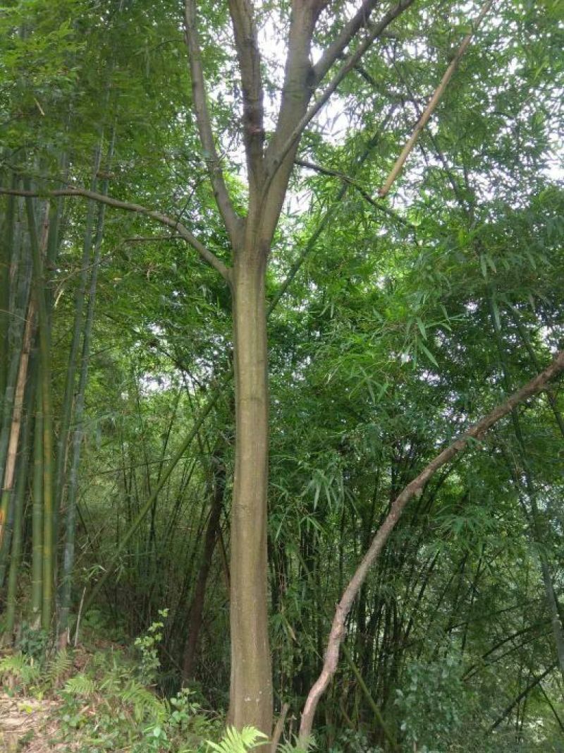 朴树树形美，根据买公分数协调价格欢迎订购