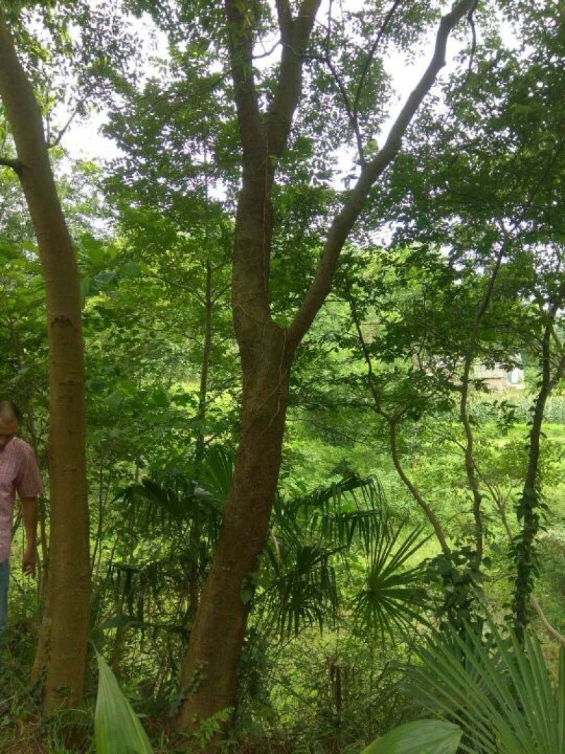朴树树形美，根据买公分数协调价格欢迎订购