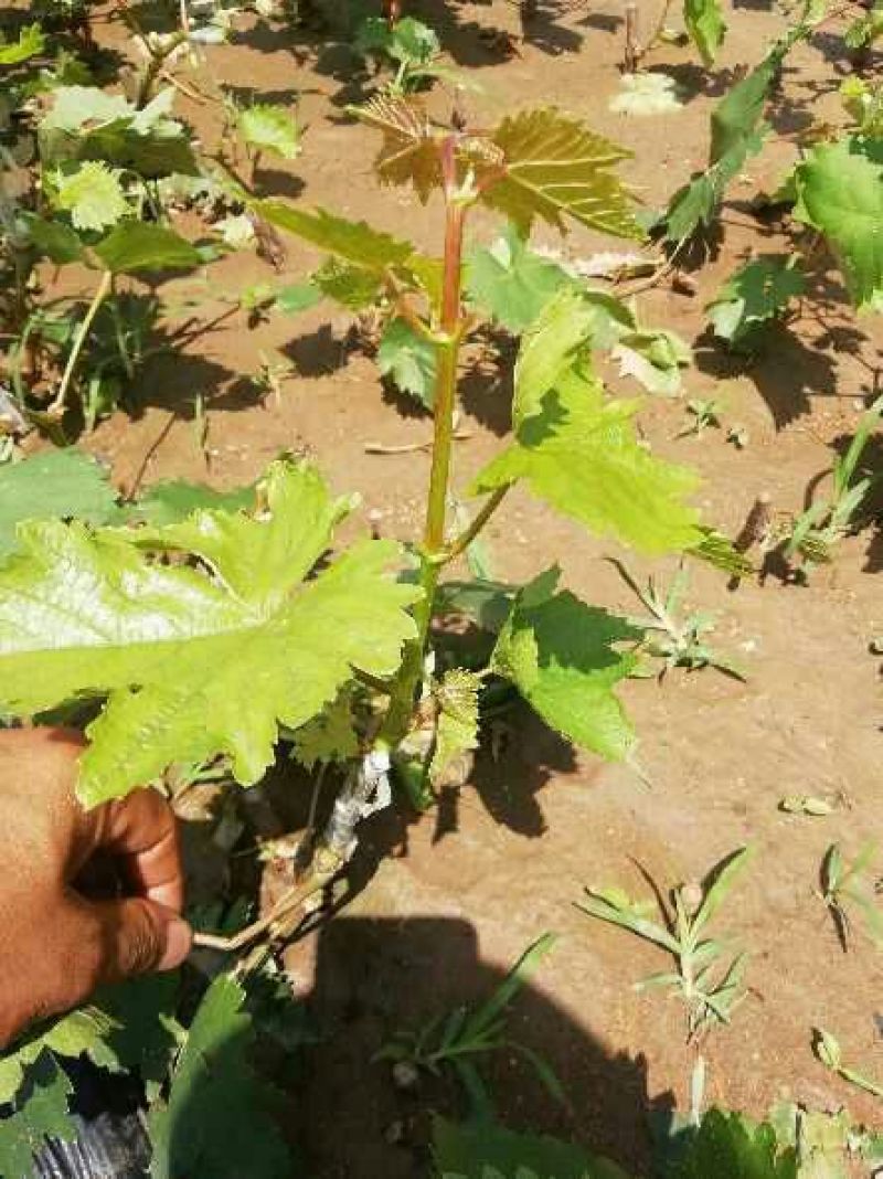 大量供应甜蜜蓝宝石葡萄苗基地直销保品系保质量