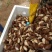 白玉蜗牛