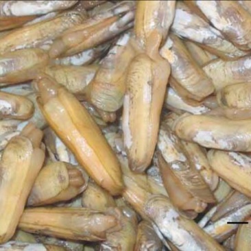 海蛏食用