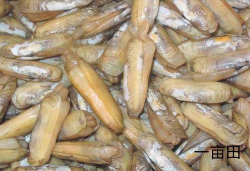 海蛏食用