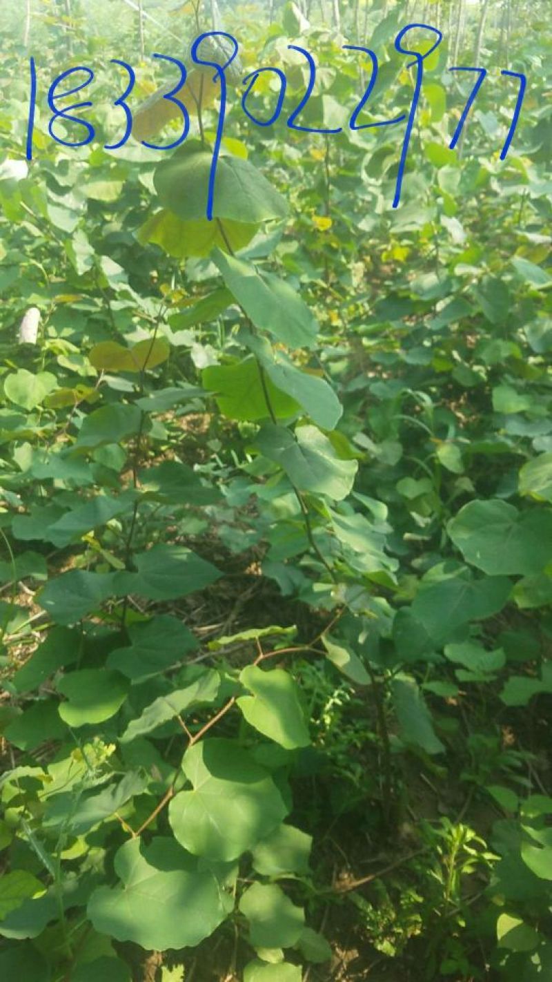 巨紫荆小苗