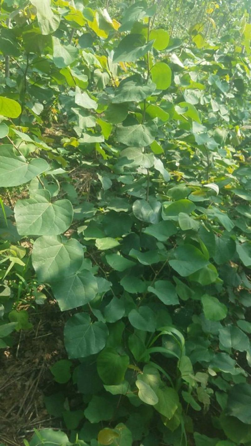 巨紫荆小苗