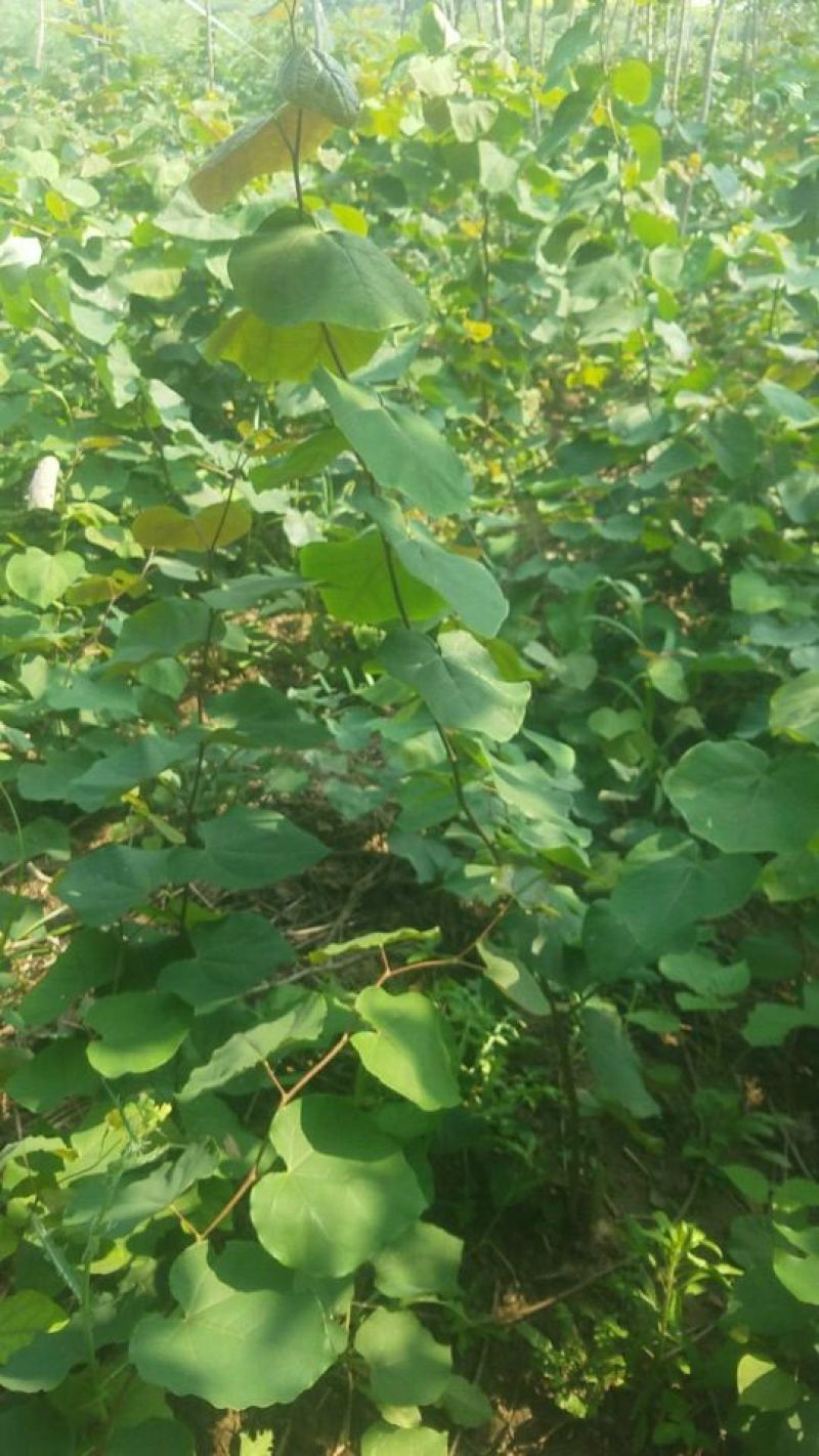 巨紫荆小苗