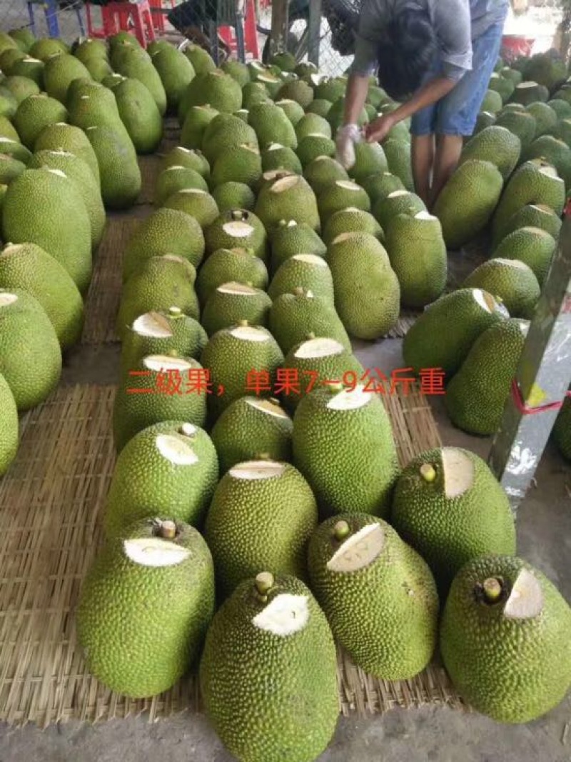 菠萝蜜5~10公斤