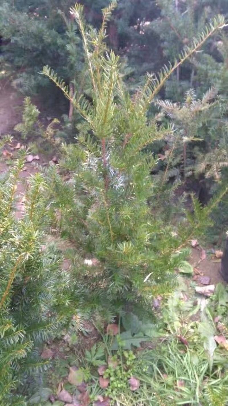 东北红豆杉各种规格适合全国种植另有工艺品