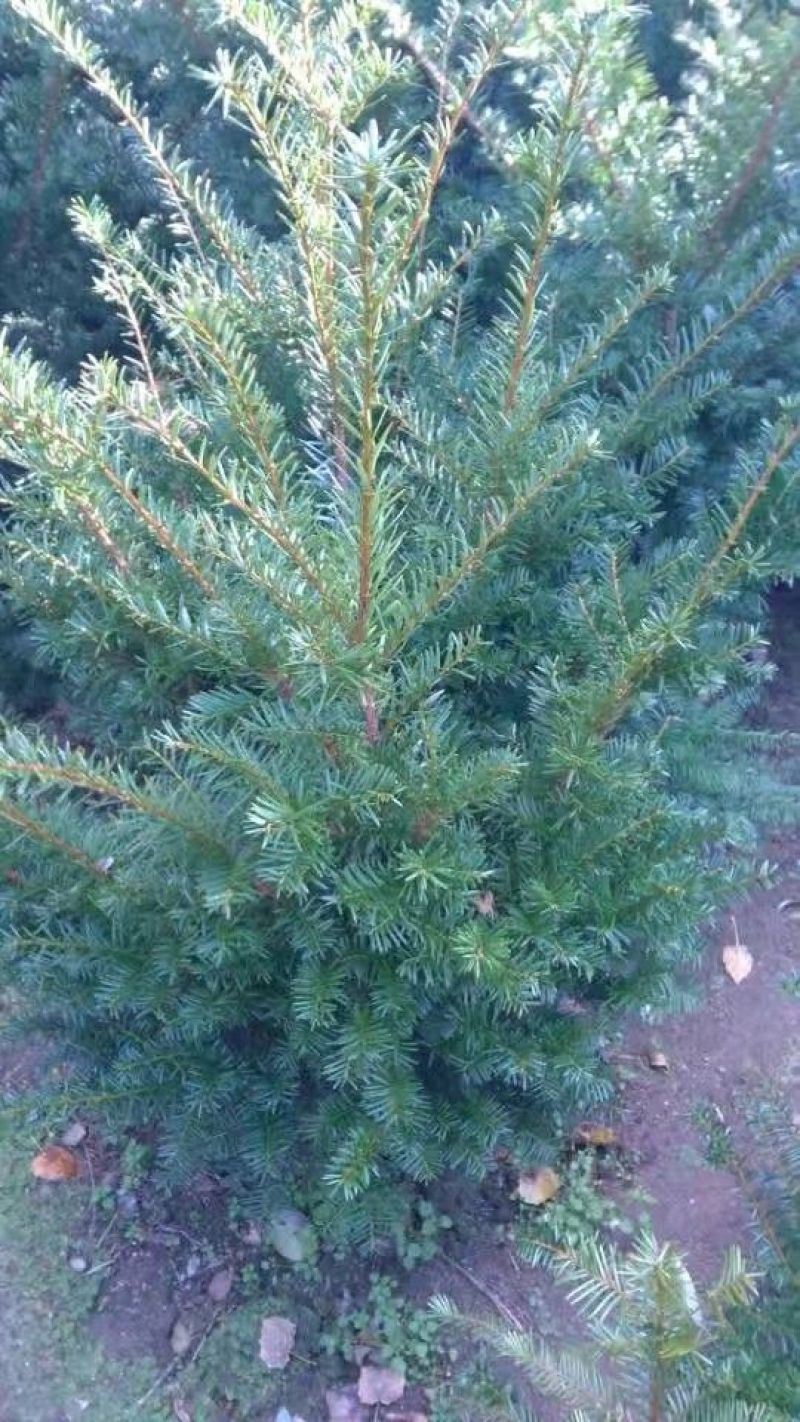 东北红豆杉各种规格适合全国种植另有工艺品