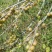 野生布朗族橄榄