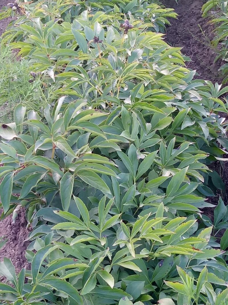 新品内蒙赤芍种子马上上市！