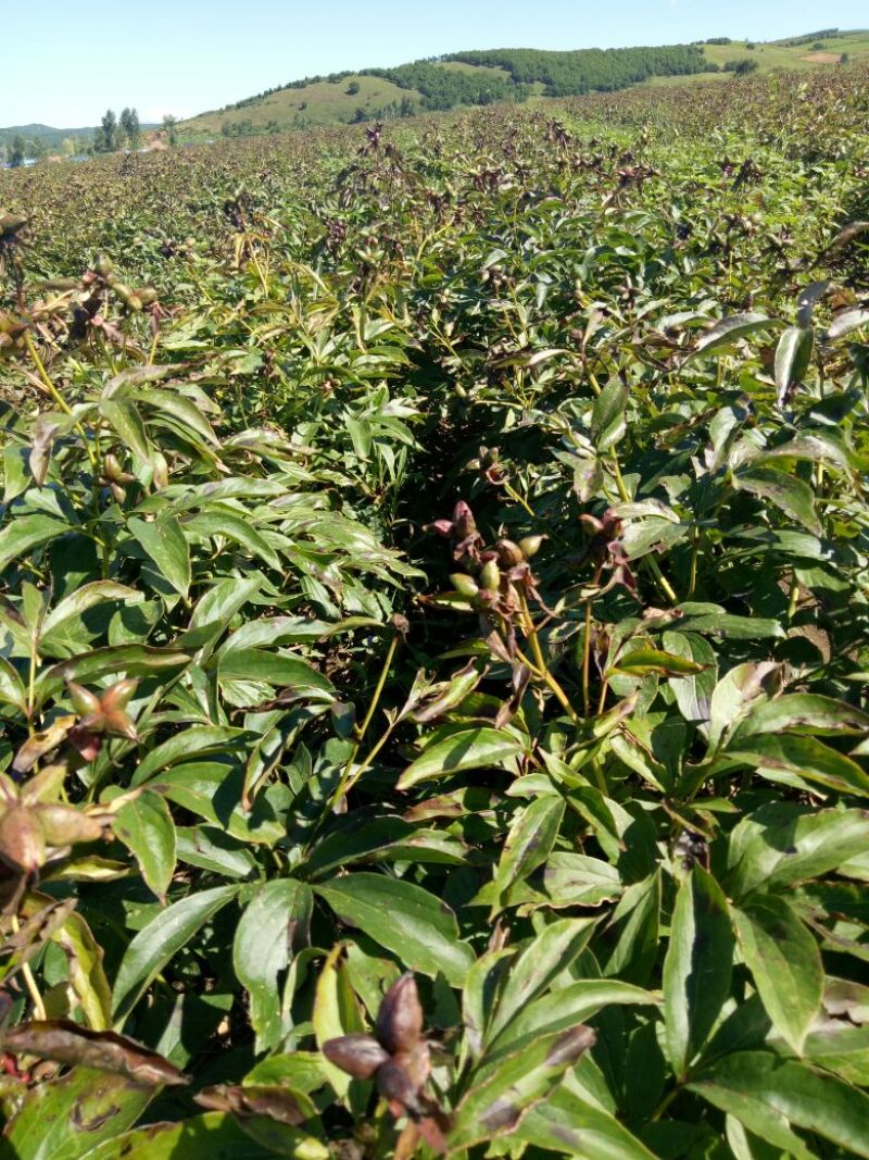 新品内蒙赤芍种子马上上市！