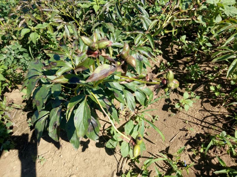 新品内蒙赤芍种子马上上市！