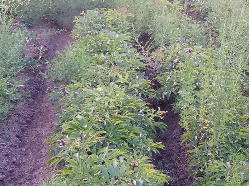 新品内蒙赤芍种子马上上市！