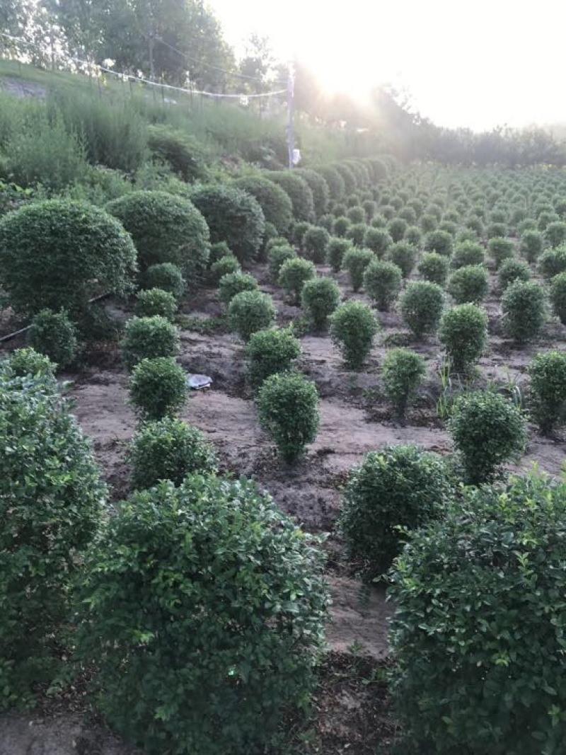 小叶女贞免费包邮女贞球规格齐全基地直销提供发票