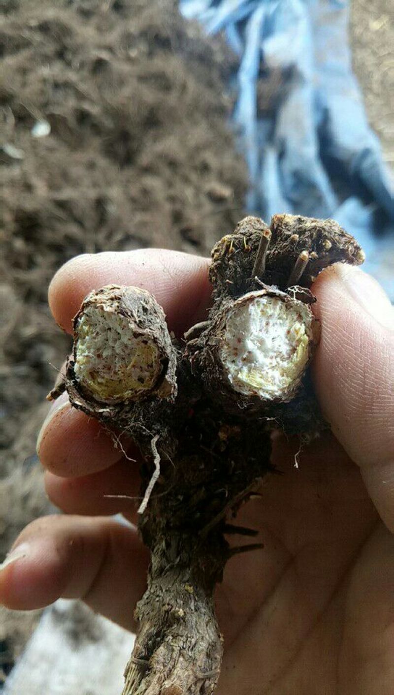 纯内蒙苍术种苗接受预定