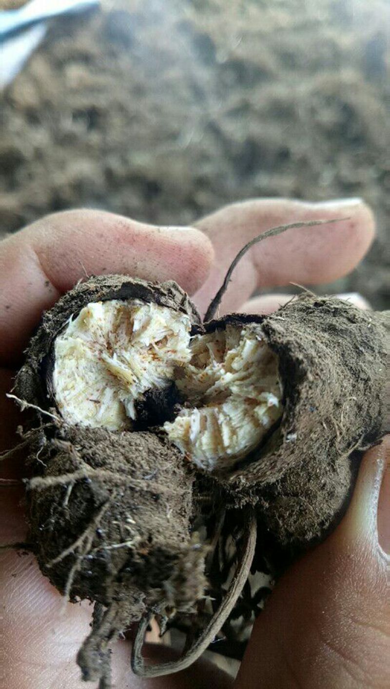纯内蒙苍术种苗接受预定