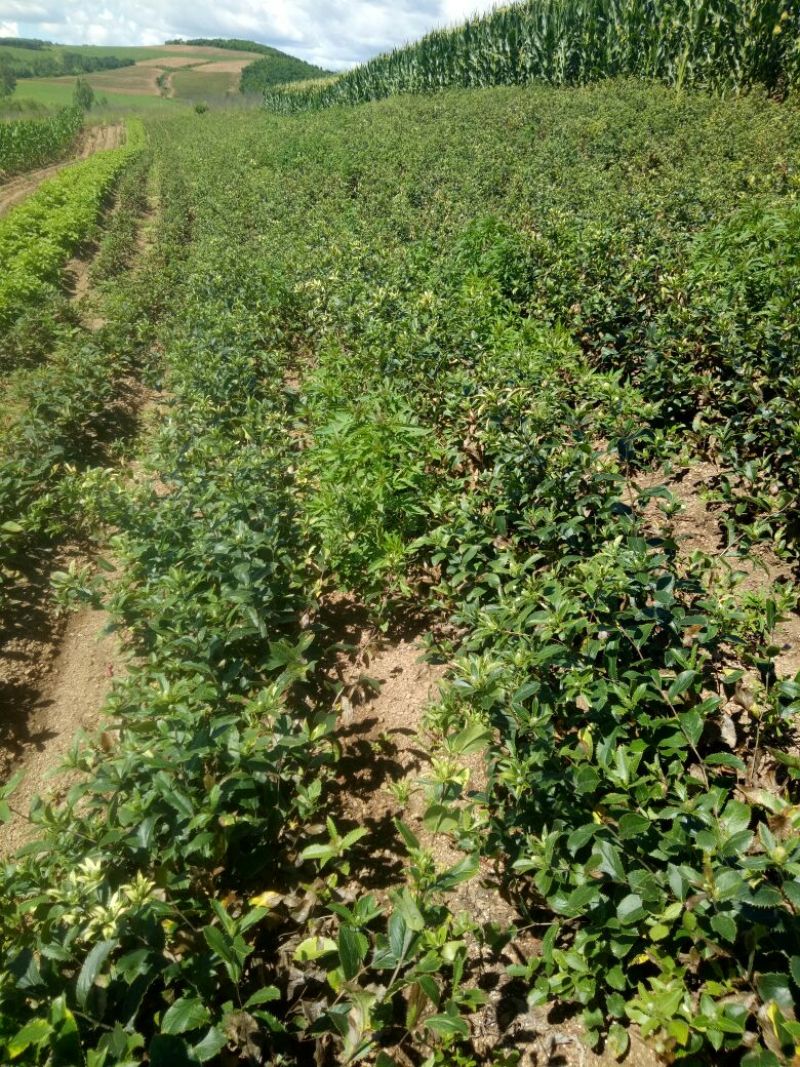 纯内蒙苍术种苗接受预定