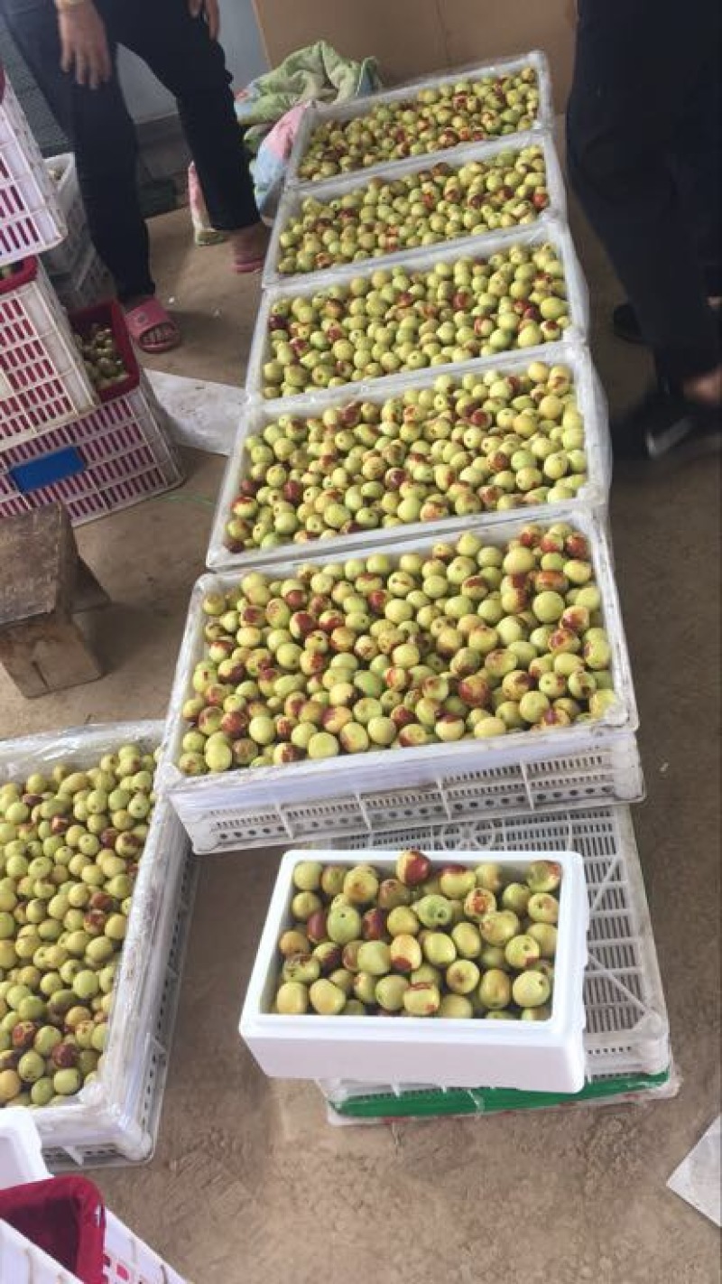 大荔冬枣支持一件代发