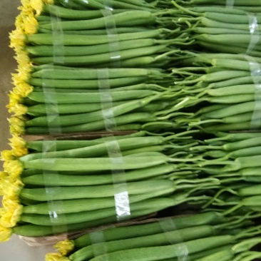 鲜花丝瓜
