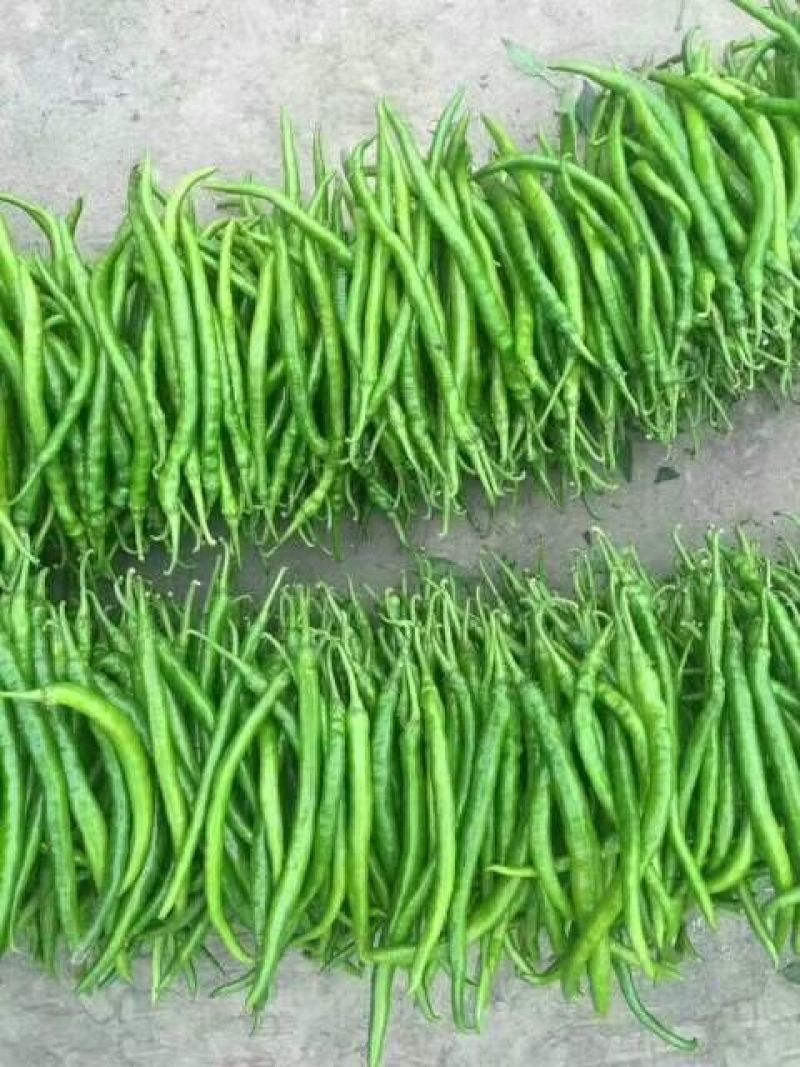 大量青线椒上市