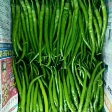 大量青线椒上市