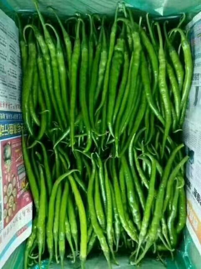 大量青线椒上市