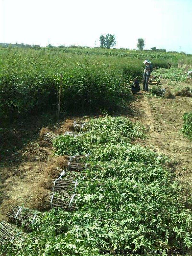 花椒苗大红袍狮子头黄盖凤椒嫁接无刺花椒树苗