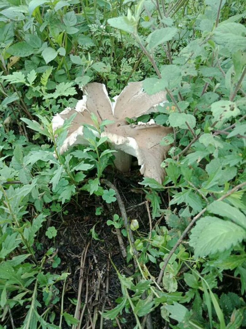 鸡纵油