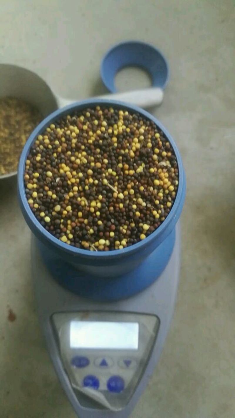 油菜籽
