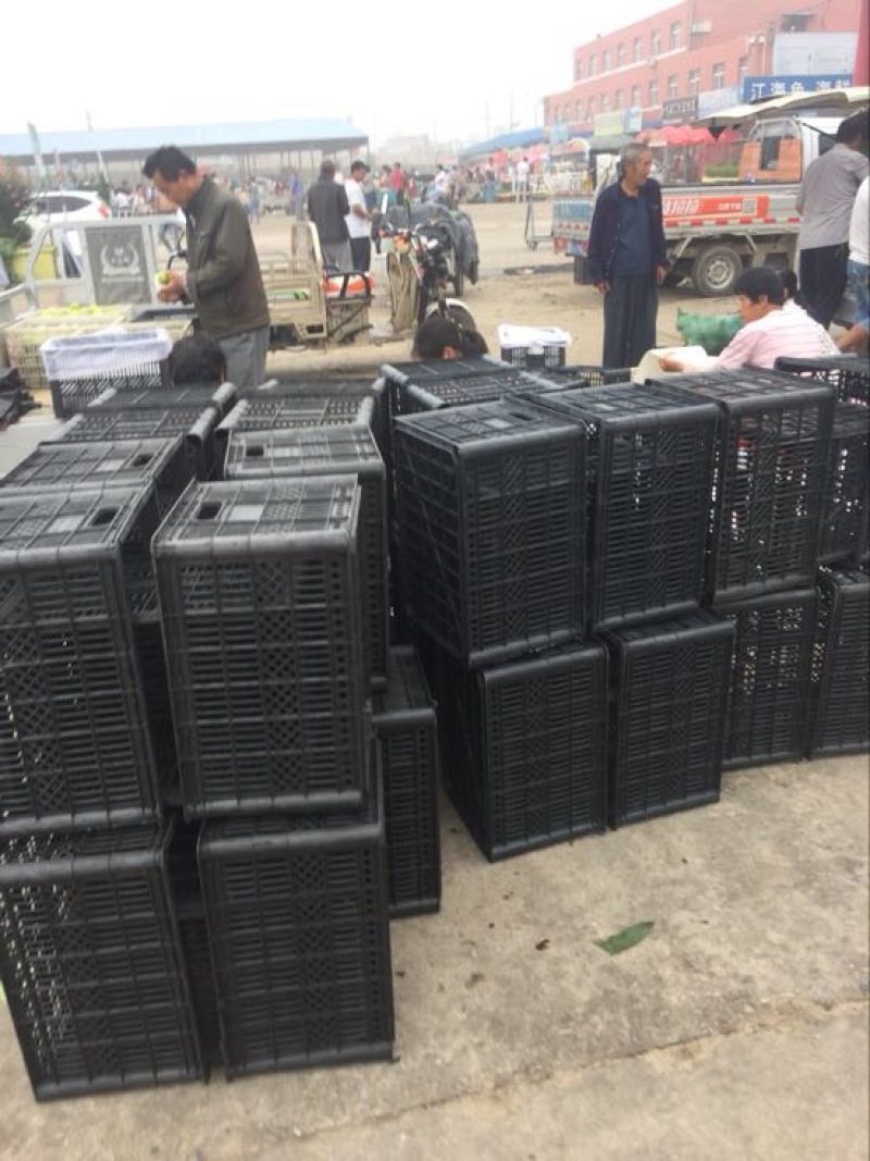 梨，砀山梨，6两以上，一手货源，保证质量诚信经营欢迎来电