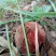 野生菌牛肝菌