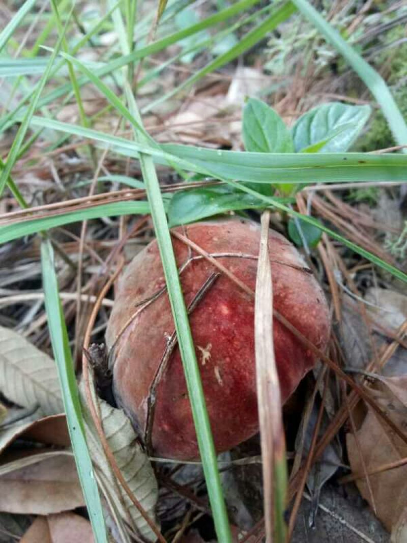 野生菌牛肝菌