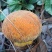 野生菌牛肝菌