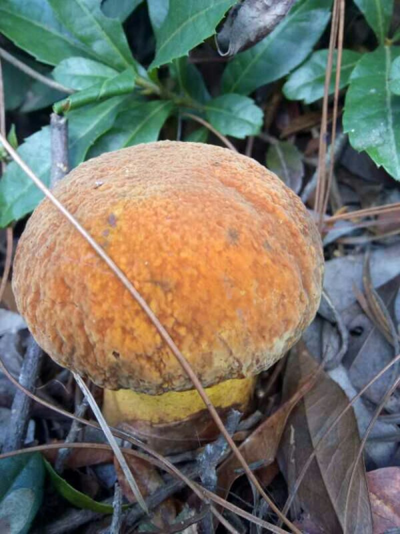 野生菌牛肝菌