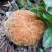 野生菌牛肝菌